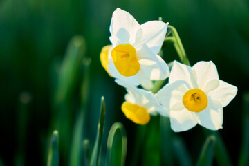 冬の終わりに咲き誇る鮮やかな水仙の花のクローズアップ