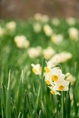 優雅に咲く水仙のクローズアップと柔らかくぼやけた背景