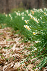 冬の景色を彩る鮮やかな水仙の花