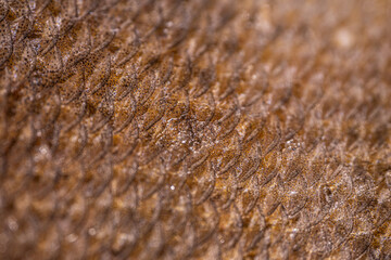 Close-up view of fish scales showcasing intricate textures and patterns, highlighting the natural coloration and details of the surface in a macro photography style © Jolanta