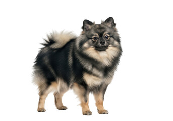 Obraz premium A high-quality image of a keeshond dog standing proudly with a fluffy coat against isolated on transparent background