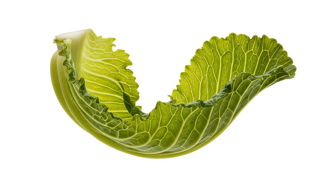 Vibrant green savoy cabbage leaf isolated on pristine white backdrop highlighting intricate textures and healthy produce perfect for culinary and
