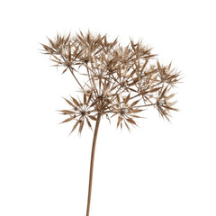 A delicate dried plant with intricate seed heads and slender stems isolated on transparent background