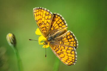 Obraz premium Mother-of-pearl butterfly on wildflowers