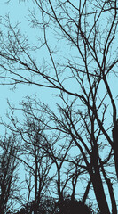 Obraz premium 13-32. Silhouette vector images of branches stretching towards the sky - illustration.