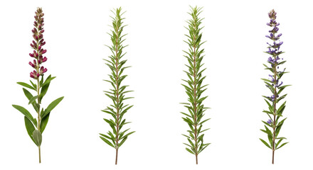 Fototapeta premium Collection of Four Tall Slender Plants With Small Purple and Red Flowers Isolated On White