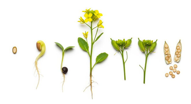 Mustard Plant Growth Stages Seedling Sprout Flower Pod Seed isolated on white background
