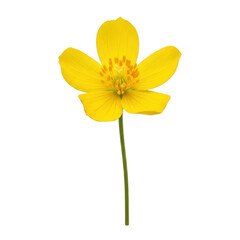 Obraz premium A vibrant yellow flower with delicate petals and a slender stem isolated on transparent background