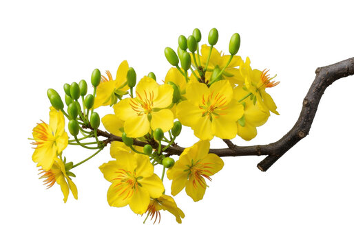a vibrant ochna integerrima (mai v&agrave;ng) branch featuring yellow flowers, green buds, and a gnarled stem, isolated on a clean transparent studio background with copy space, concept for vietnamese lunar