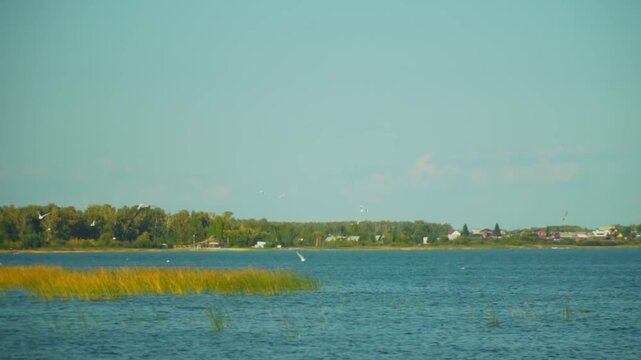 Slowly flying seagulls fly over the lake.