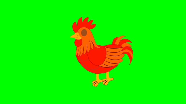 Hen isolated on white background. Pretty chicken talking cartoon characters with green screen video animation 