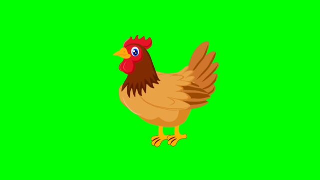 Hen isolated on white background. Pretty chicken talking cartoon characters with green screen video animation 