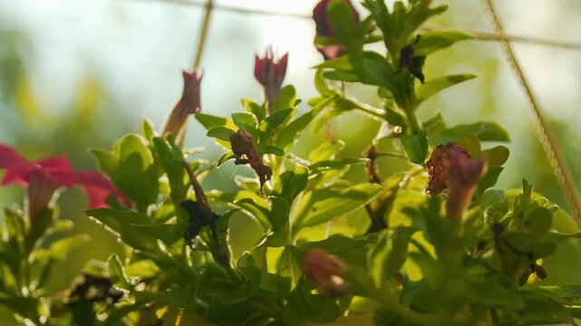 Drying petunia in sunlight. Petunia flowers on a flower bed in summer garden. Bright rose petunias floral background