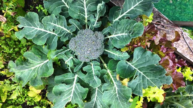 A healthy broccoli plant grows in a garden bed