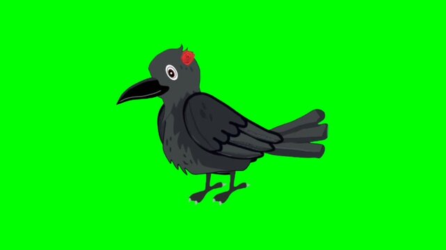 Crow Bird talking cartoon characters with green screen video animation with chroma key 