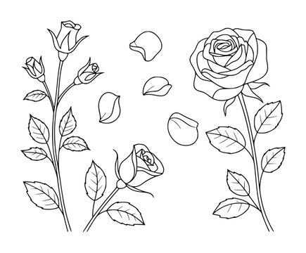 Black and white line of blooming roses and scattered petals a white background flower