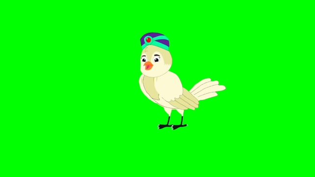 funny parrot with a big smile. Bird talking character. Bird talking cartoon characters with green screen video animation with chroma key.