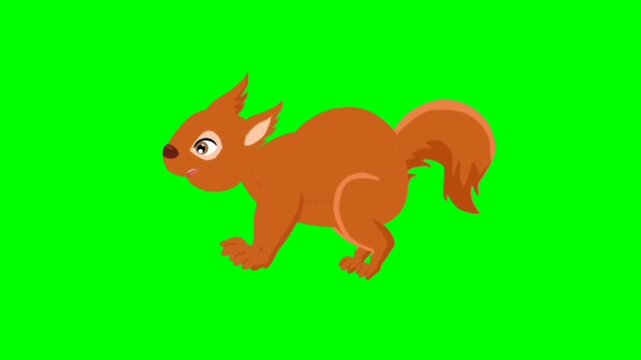 Squirrel talking character. Animal talking character. talking cartoon character with green screen video animation with chroma key.