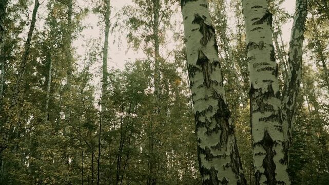 Beautiful wild forest, with its picturesque natural landscape and wonderful atmosphere. The birch trees create a unique atmosphere in this forest.