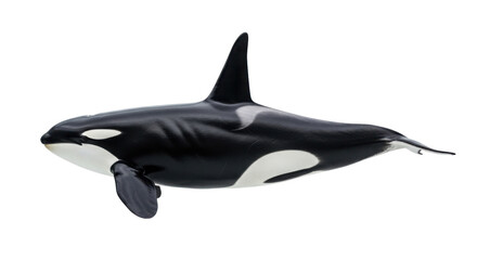 Fototapeta premium Black and white killer whale, also known as an orca, swimming with its dorsal fin and tail visible, isolated on a transparent background.