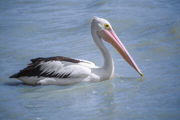 Australian pelican floating on ocean, background blue water. Large adult pelican in natural environment