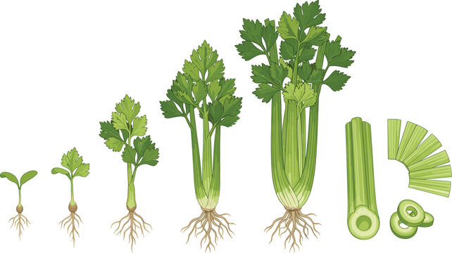 Celery growth stages illustration isolated. Plant life cycle set. Fresh green vegetable from seedling to mature stalk and sliced pieces.