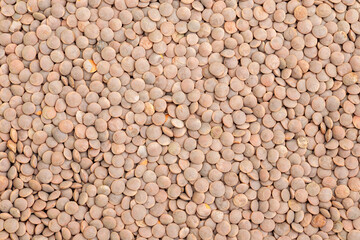 Fototapeta premium Dried lentils. Lens culinaris. Legume.