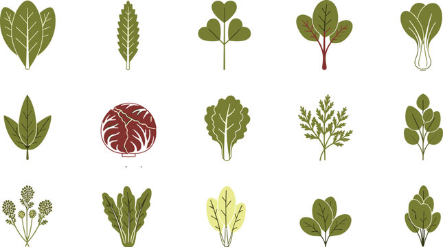 Leafy greens collection isolated. Lettuce, kale, spinach and herbs set. Flat botanical icon illustration of salad vegetables and fresh greens.