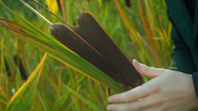 Hands holding brown reeds. Collecting reeds to create an original bouquet. bouquet of reeds