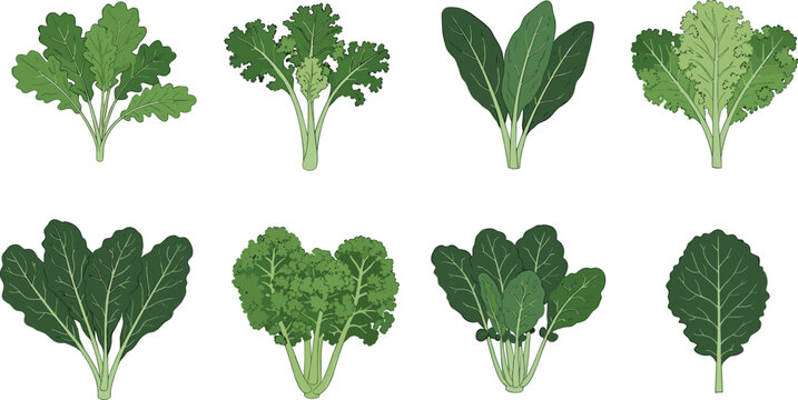 Kale and rapini varieties collection isolated. Leafy green vegetable set. Flat botanical illustration of curly kale, dinosaur kale and broccoli rabe.