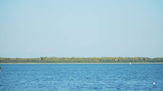 Slowly flying seagulls fly over the lake.