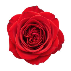 Naklejka premium A close-up view of a vibrant red rose with intricate petals and a velvety texture isolated on transparent background