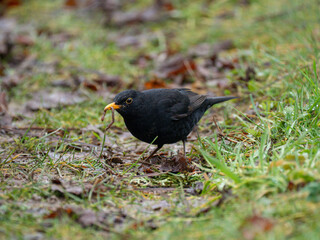 Amsel, Schwarzdrossel, Turdus merula