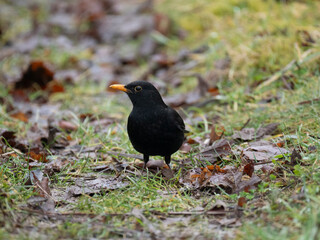 Obraz premium Amsel, Schwarzdrossel, Turdus merula