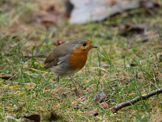 Rotkehlchen, European robi