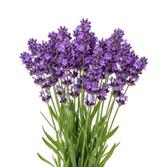Obraz premium A vibrant bouquet of purple lavender flowers in full bloom isolated on transparent background