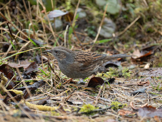 Heckenbraunelle, Prunella modularis
