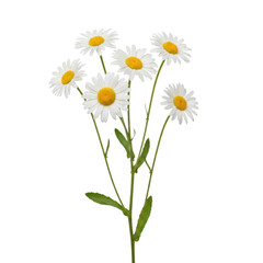 Fototapeta premium A cluster of white daisies with yellow centers standing tall in a bouquet isolated on transparent background
