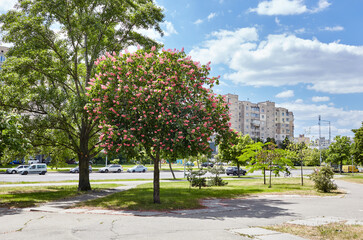 Obraz premium Chestnut in bloom on city street in Kyiv, Ukraine. Red flowers of chestnuts tree in spring time. Selective focus, blurred background