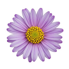 A vibrant purple and yellow daisy flower with intricate petals and a bright center isolated on transparent background