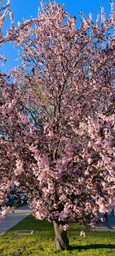 branches of cherry plum tree in spring blossom