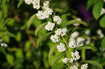 シロミノコムラサキの実