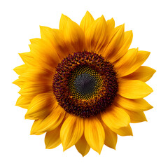 Fototapeta premium Sunflower isolated on a white background with bright yellow petals and green leaves