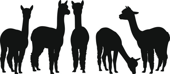 Black alpaca llama silhouette set, isolated farm animal vector collection, standing and grazing camelid livestock illustration design © Creative Soul