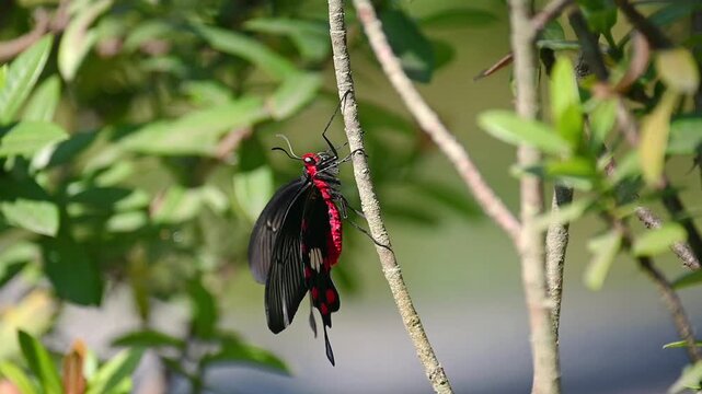 Common Rose Butterfly (Pachliopta aristolochiae interposita) in Slow Motion &ndash; Gracefully Climbing Along a Thin Branch, Displaying Vibrant Red Body and Black Wings with White and Red Spots, Surrounded 