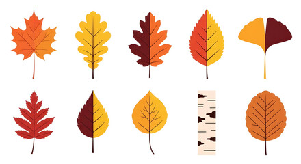 Fototapeta premium Vibrant autumn leaves in various shapes and colors