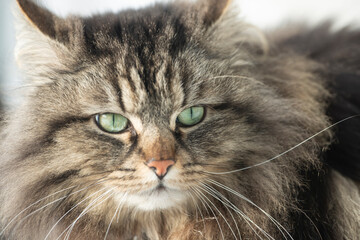 portrait of a catnacka, sweden,sverige, stockholm