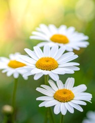 Obraz premium Close-up of white daisies with yellow centers and green bokeh