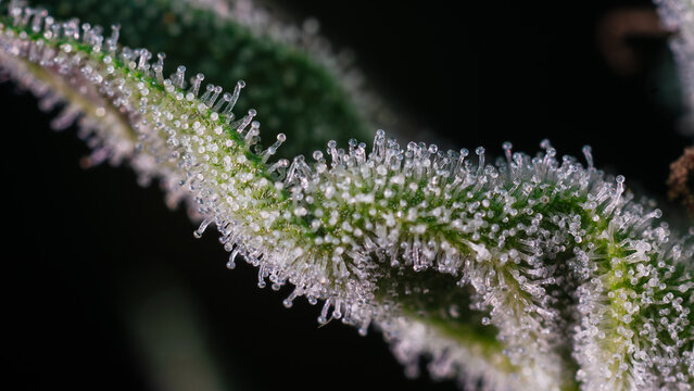 close up of cannabis trichomes,Close up of flowering cannabis,Cannabis marijuana trichomes,cover page,copy sapce