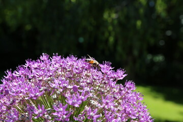 Obraz premium Honey Bee Collecting Nectar from Allium Giganteum
